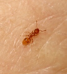 Temnothorax schaumii