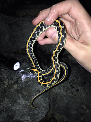 Thamnophis cyrtopsis ocellatus