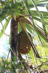 Pandanus cookii