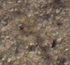 Eumalacostraca