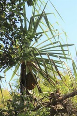 Pandanus cookii