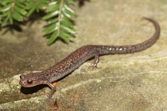 Plethodon sherando
