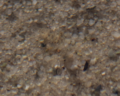 Eumalacostraca