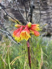 Blandfordia cunninghamii