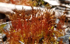 Funaria hygrometrica