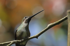 Heliomaster longirostris