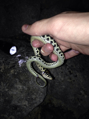 Thamnophis cyrtopsis ocellatus