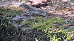Tropidurus catalanensis