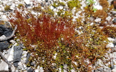Funaria hygrometrica