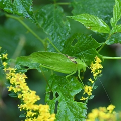 Amblycorypha