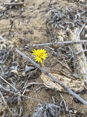 Lessingia germanorum