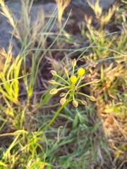 Bulbine abyssinica