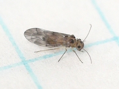 Peripsocus subfasciatus