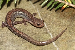 Plethodon sherando