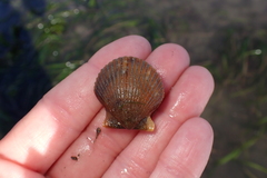 Argopecten ventricosus