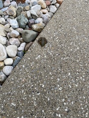 Lithobates clamitans