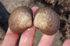 Dallocardia quadragenaria