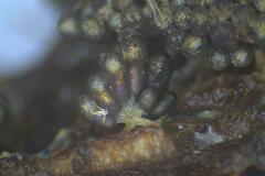 Paradiachea caespitosa