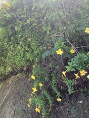 Allamanda
