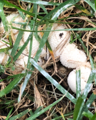 Lycoperdon echinatum