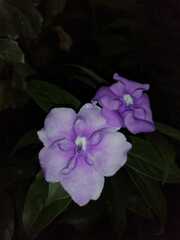 Brunfelsia pauciflora