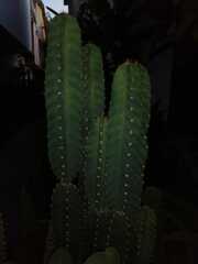 Cereus hexagonus