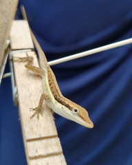 Anolis pulchellus