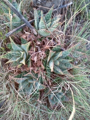 Aloe greatheadii