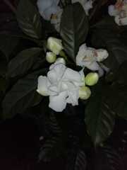 Tabernaemontana divaricata