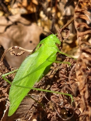 Amblycorypha