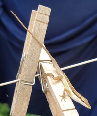 Anolis pulchellus