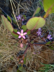 Raphionacme hirsuta