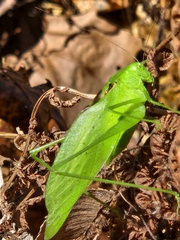 Amblycorypha