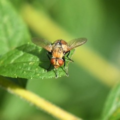 Gymnoclytia