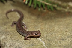 Plethodon sherando