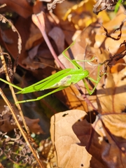 Amblycorypha