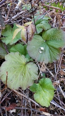 Geum