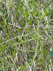 Comesperma volubile