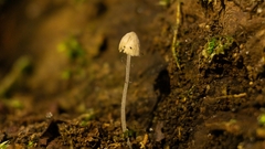 Mycena tenerrima