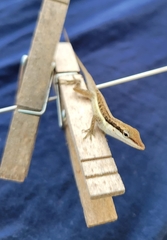 Anolis pulchellus