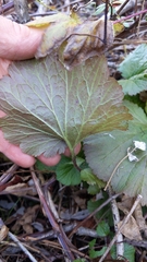 Geum