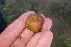 Argopecten ventricosus