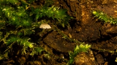 Mycena tenerrima
