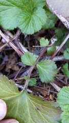 Geum