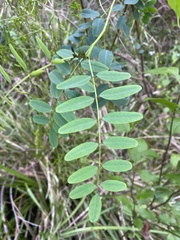 Indigofera australis