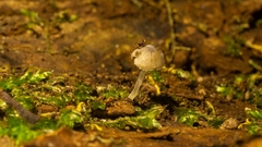 Mycena tenerrima