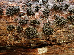 Paradiachea caespitosa