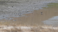 Charadrius vociferus