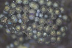 Paradiachea caespitosa