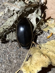 Dytiscus verticalis